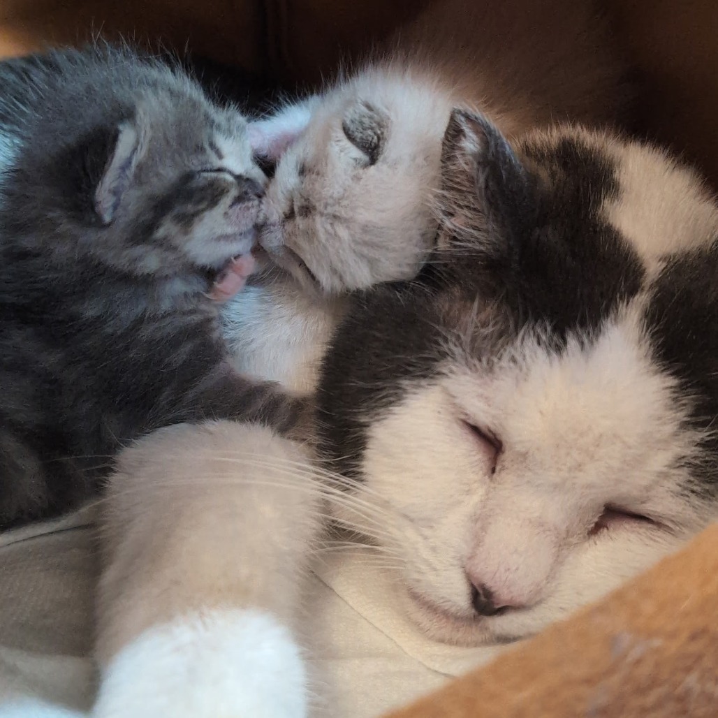 Bunkers, an adoptable Domestic Short Hair in Redwood Valley, CA, 95470 | Photo Image 4