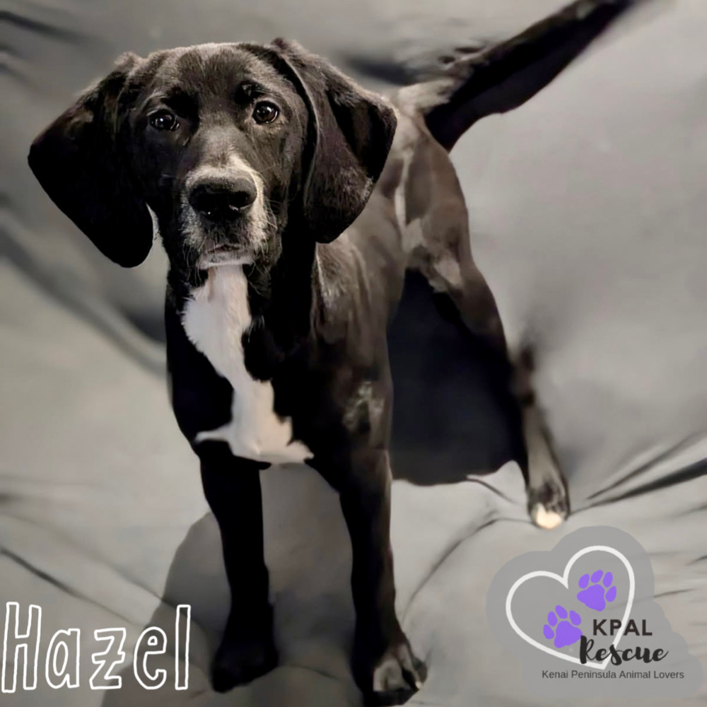 Hazel - Hildas Little Hounds, an adoptable Hound, Mixed Breed in Kenai, AK, 99611 | Photo Image 1