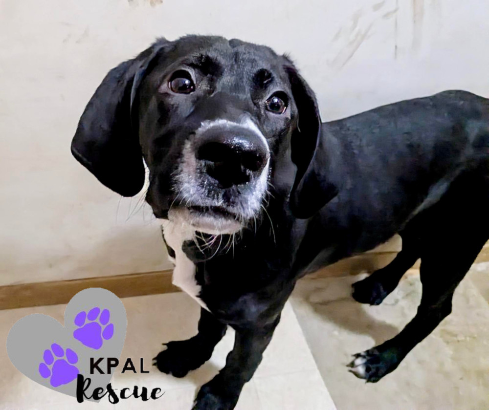 Hazel - Hildas Little Hounds, an adoptable Hound, Mixed Breed in Kenai, AK, 99611 | Photo Image 2