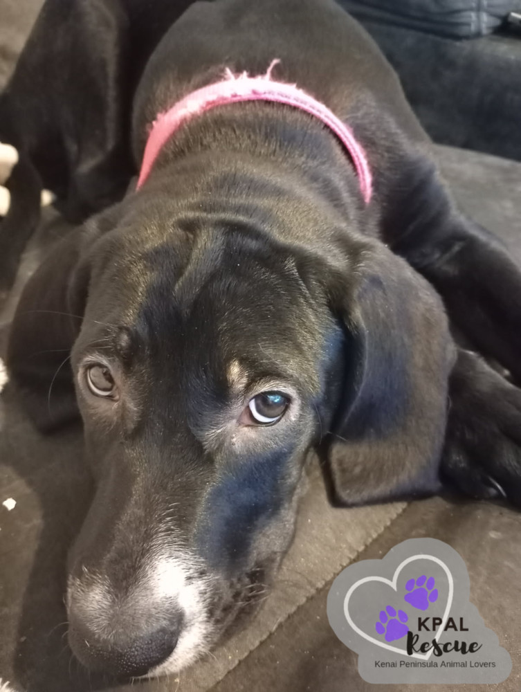 Hazel - Hildas Little Hounds, an adoptable Hound, Mixed Breed in Kenai, AK, 99611 | Photo Image 3