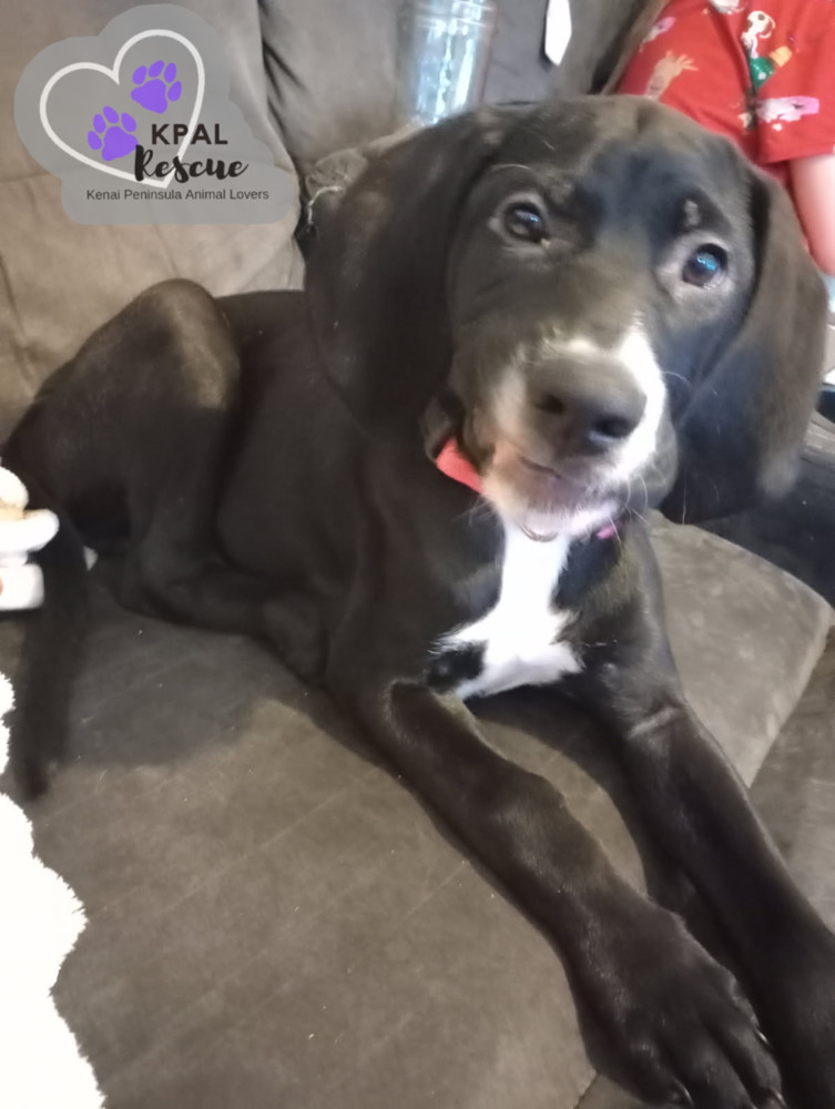 Hazel - Hildas Little Hounds, an adoptable Hound, Mixed Breed in Kenai, AK, 99611 | Photo Image 4