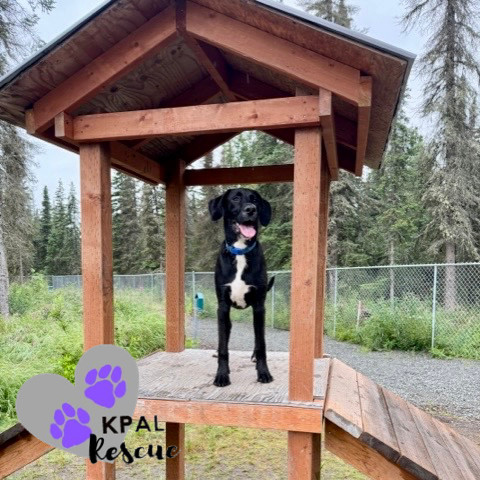 Jose - Hildas Little Hounds, an adoptable Hound, Mixed Breed in Kenai, AK, 99611 | Photo Image 1