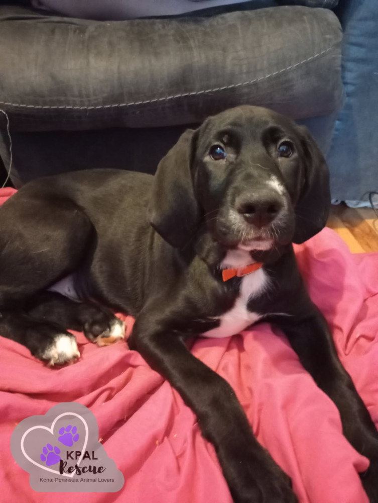 Jose - Hildas Little Hounds, an adoptable Hound, Mixed Breed in Kenai, AK, 99611 | Photo Image 4