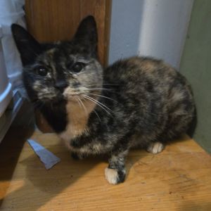 Suzy Q, Adult Female unknown
