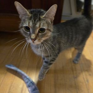 Xena, Young Female Domestic Short Hair