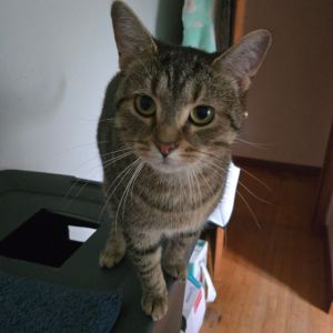 Xena, Young Female unknown