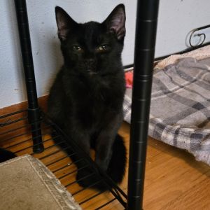 Cole, Young Male unknown