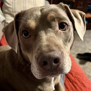Arlo, Adult Male unknown