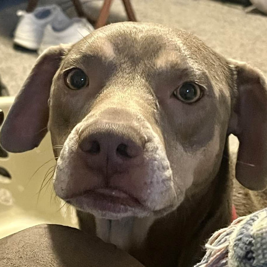 Arlo, an adoptable Weimaraner in Middletown, OH, 45042 | Photo Image 2