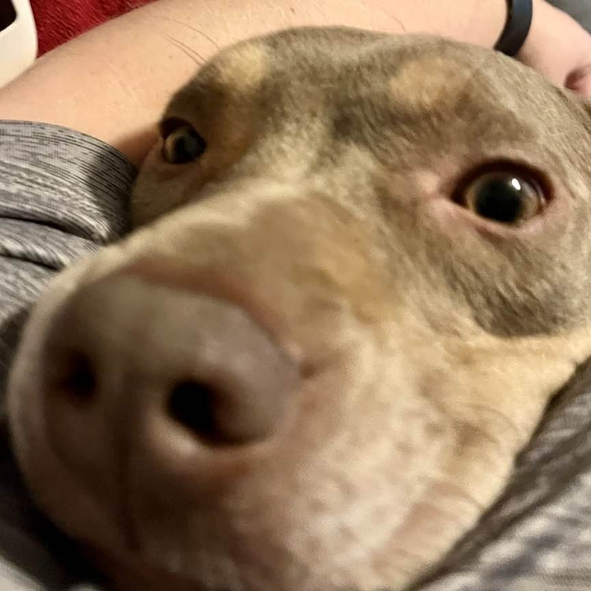 Arlo, an adoptable Weimaraner in Middletown, OH, 45042 | Photo Image 3