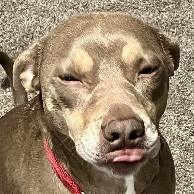 Arlo, an adoptable Weimaraner in Middletown, OH, 45042 | Photo Image 4