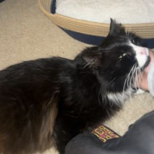 Meet Bear - From Tire to Tuxedo Royalty Bear is a charming black and white tuxed