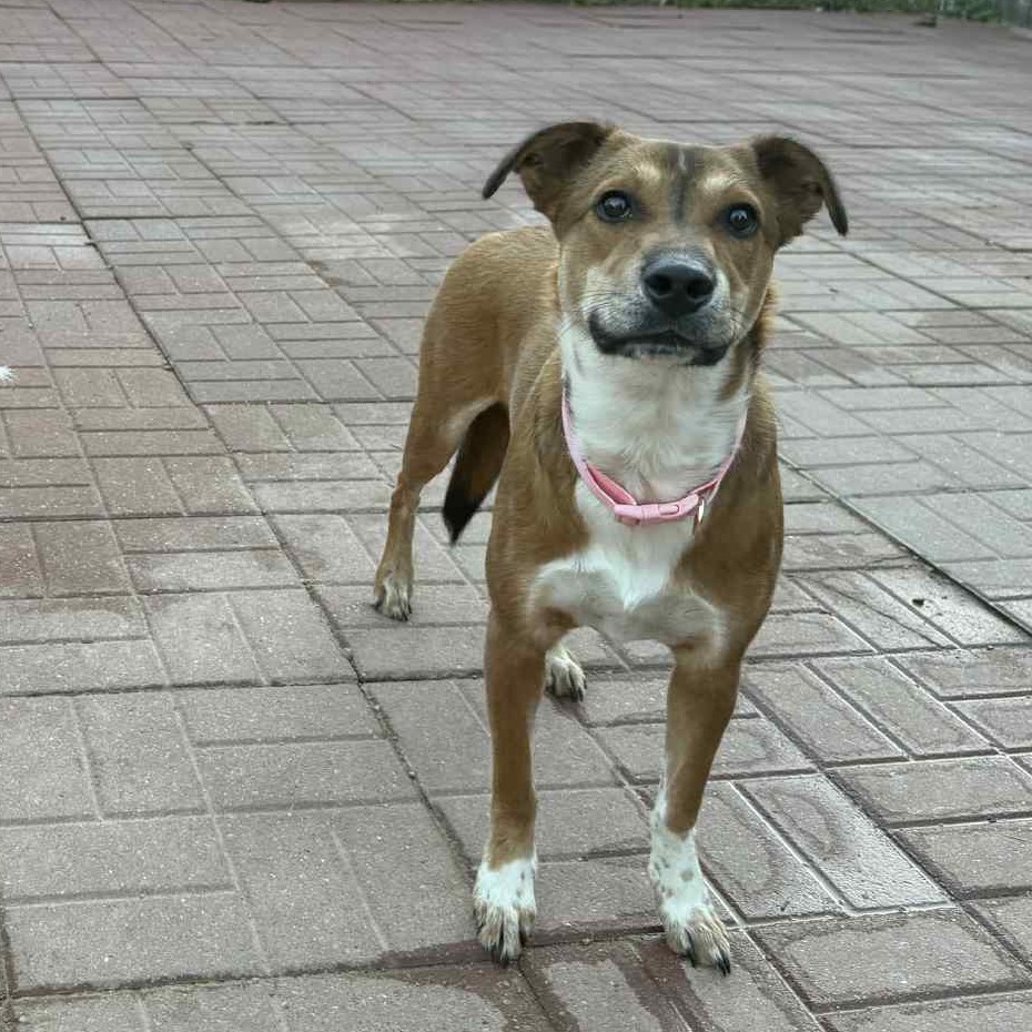 Queenie, an adoptable Whippet, Carolina Dog in Spring, TX, 77388 | Photo Image 1