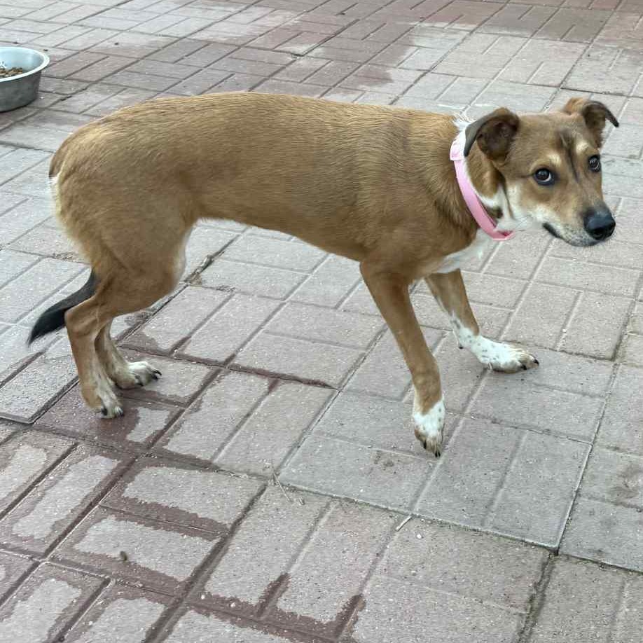Queenie, an adoptable Whippet, Carolina Dog in Spring, TX, 77388 | Photo Image 3