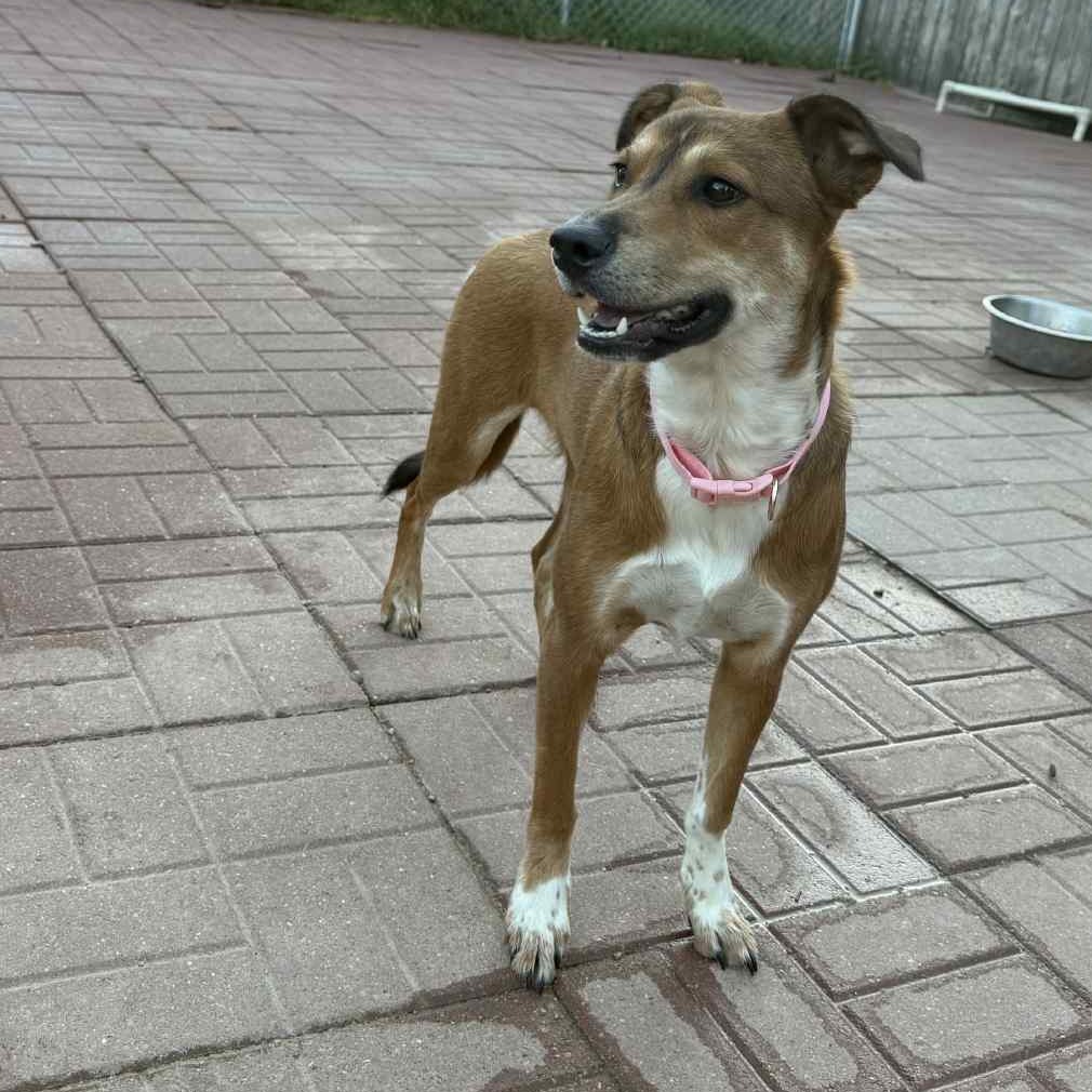 Queenie, an adoptable Whippet, Carolina Dog in Spring, TX, 77388 | Photo Image 4