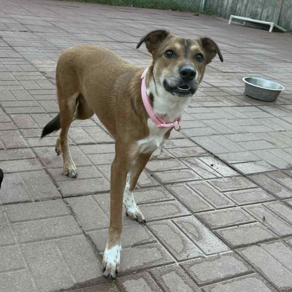 Queenie, an adoptable Whippet, Carolina Dog in Spring, TX, 77388 | Photo Image 5