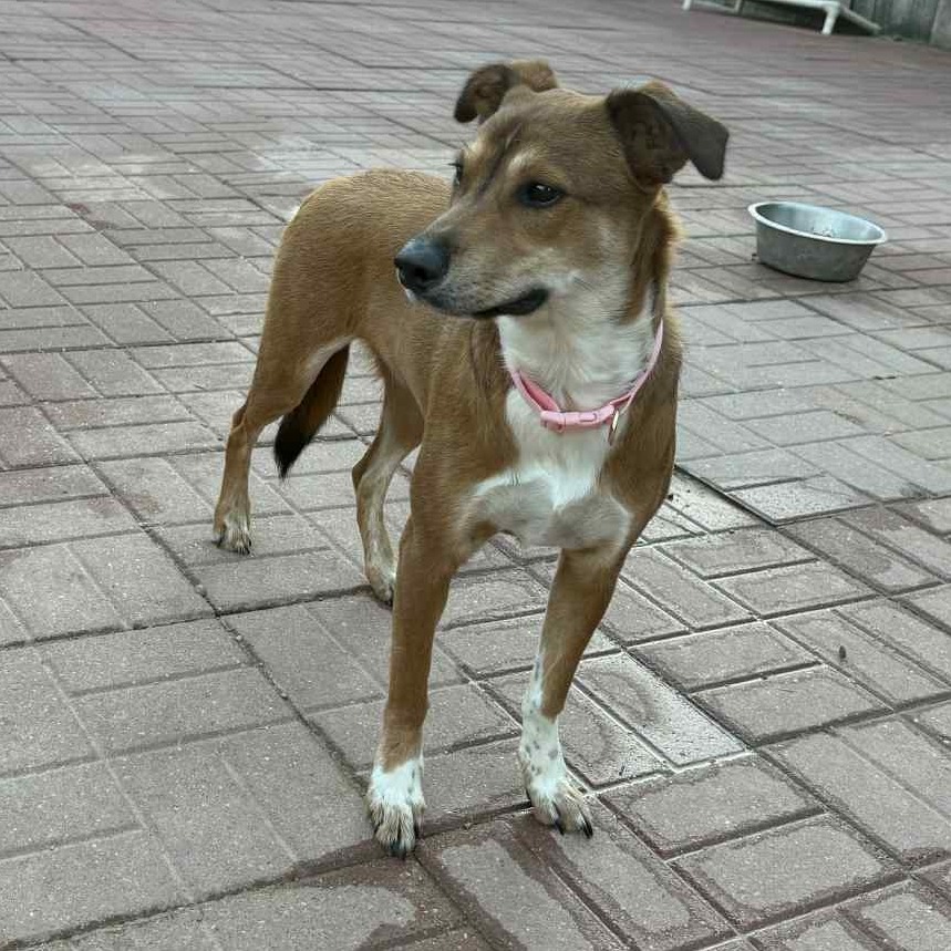 Queenie, an adoptable Whippet, Carolina Dog in Spring, TX, 77388 | Photo Image 6