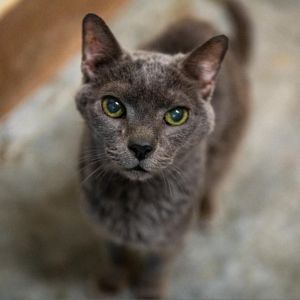 Hi there Im Jasper - a handsome distinguished older gentleman I am truly an easy keeper who just
