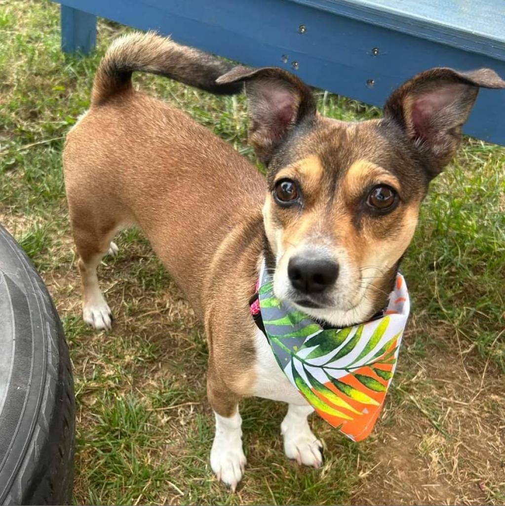 Gidget