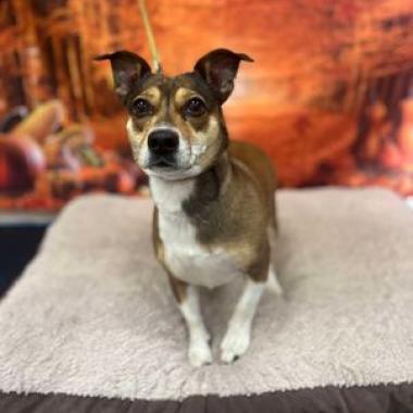 Gidget
