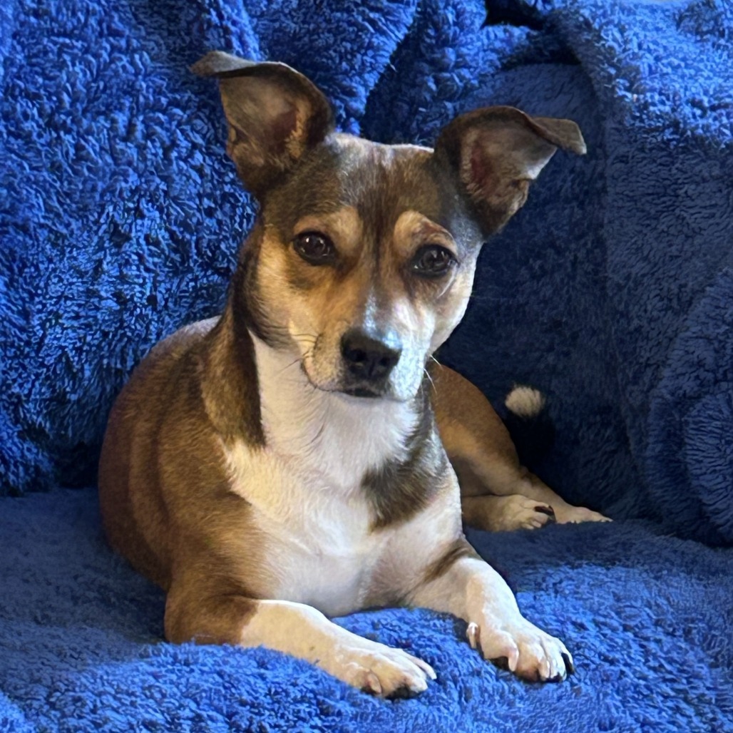 Gidget