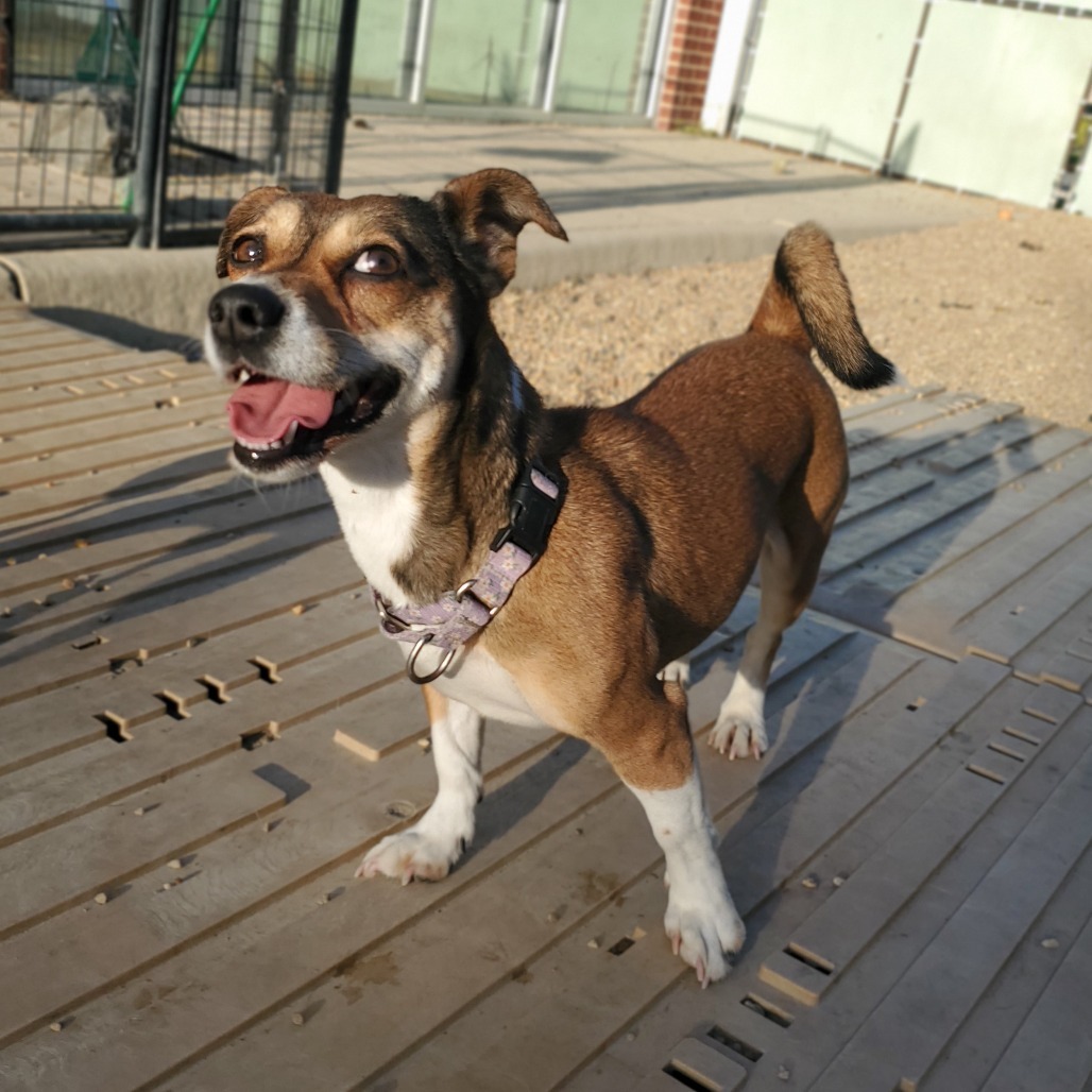 Gidget