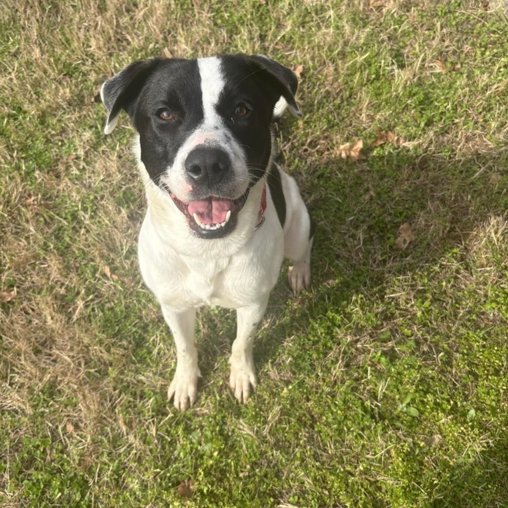 Gia D46087 Photo