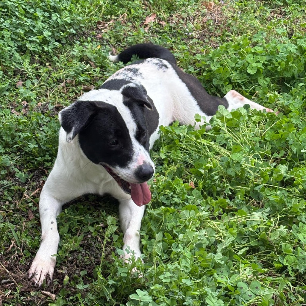 Gia D46087 Photo
