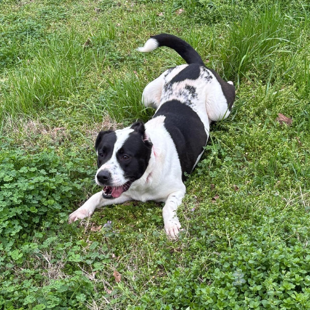 Gia D46087 Photo
