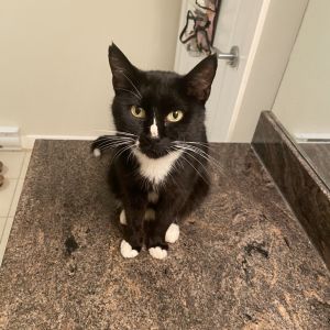 Misty, Adult Female Domestic Short Hair