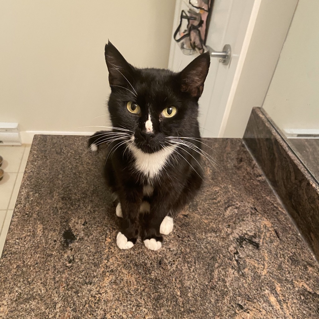 Misty, an adoptable Domestic Short Hair in Lions Bay, BC, V0N 2E0 | Photo Image 1