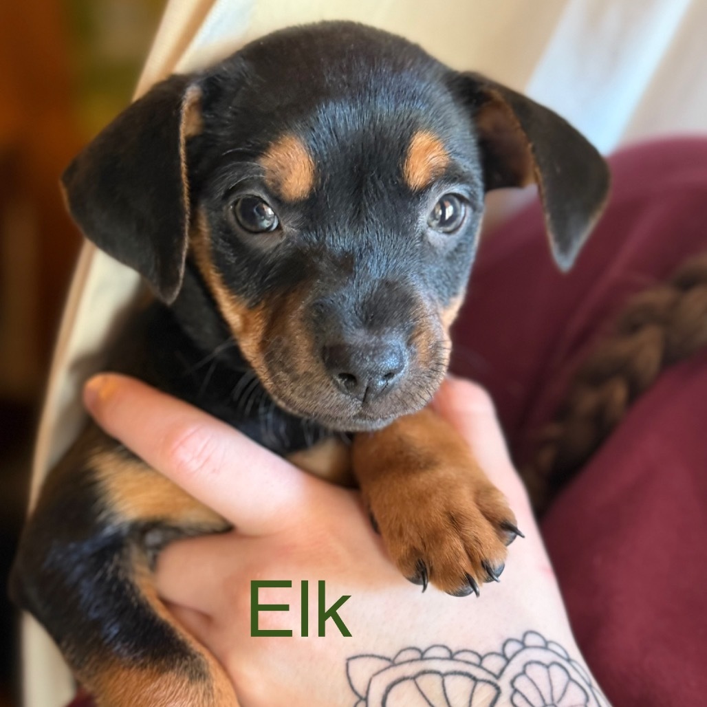 Elk