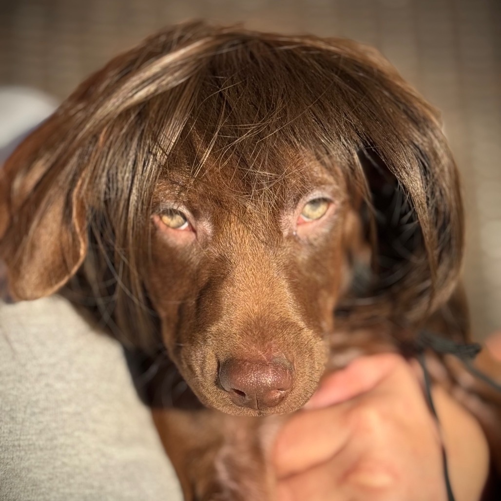 Chestnut