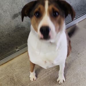 Atlas, Adult Male Mountain Cur