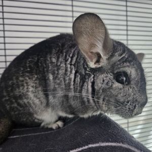 Tamagotchi Chinchilla Small & Furry