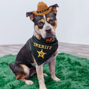 Meet Sheriff Buzby This 1 year-old friendly boy likes to play with everyone he meets He is very we