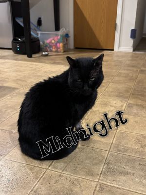 Midnight, Senior Male Domestic Short Hair
