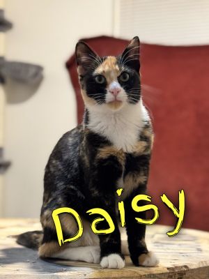 Daisy, Young Female Domestic Short Hair