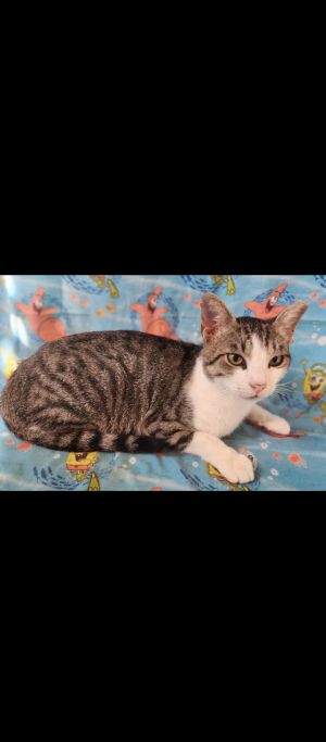 Walter, Adult Male Domestic Short Hair