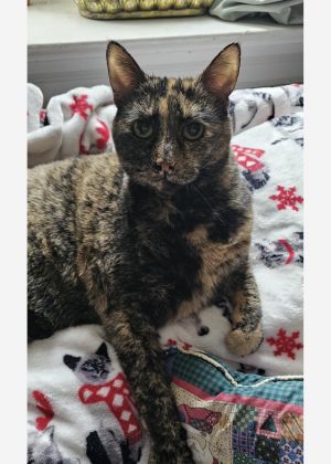 Clawdette, Adult Female Domestic Short Hair