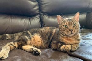 Sharon, Adult Female Domestic Short Hair
