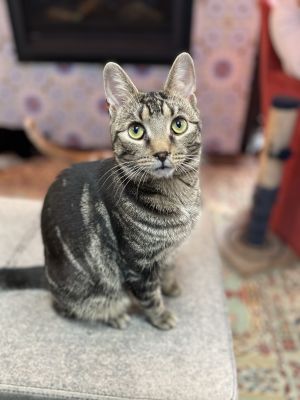 Stewie, Adult Male Domestic Short Hair