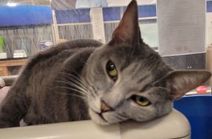 Floyd, Adult Male Domestic Short Hair