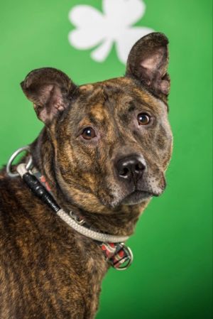 Dino, Adult Male Terrier