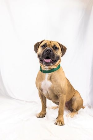 Leo, Adult Male Bullmastiff
