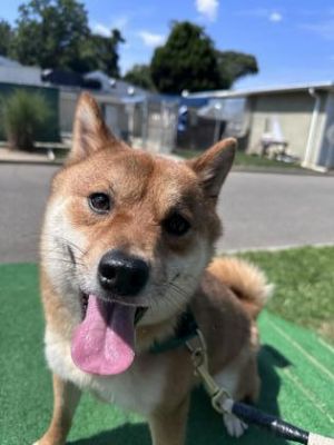 Ari, Adult Male Shiba Inu
