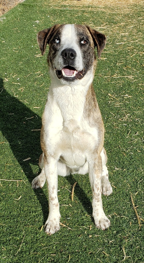 Burt, an adoptable Catahoula Leopard Dog in Challis, ID, 83226 | Photo Image 1