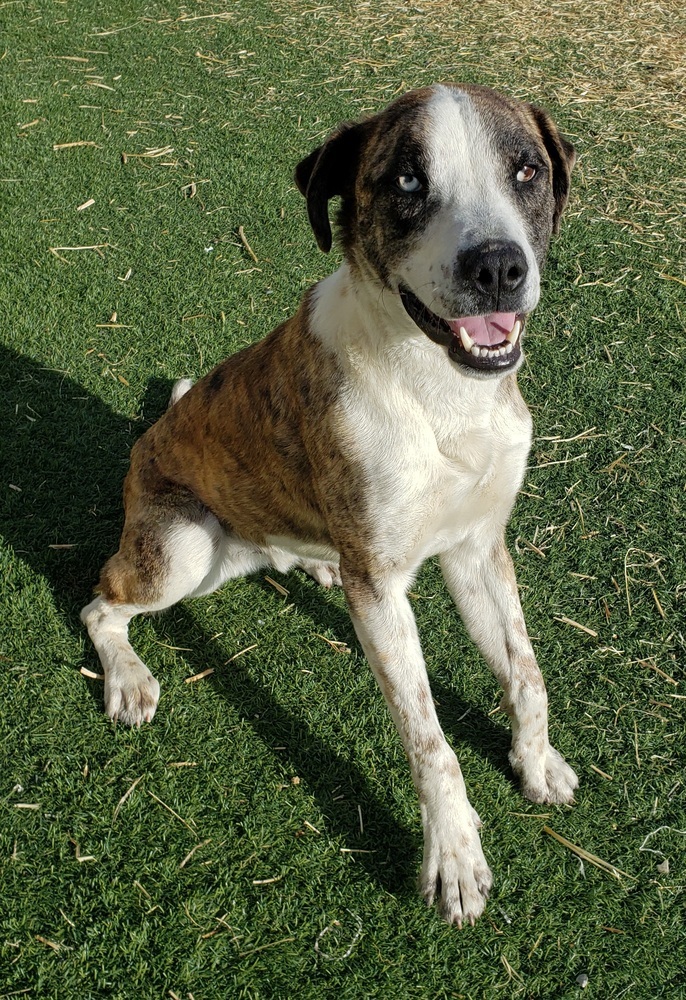 Burt, an adoptable Catahoula Leopard Dog in Challis, ID, 83226 | Photo Image 2