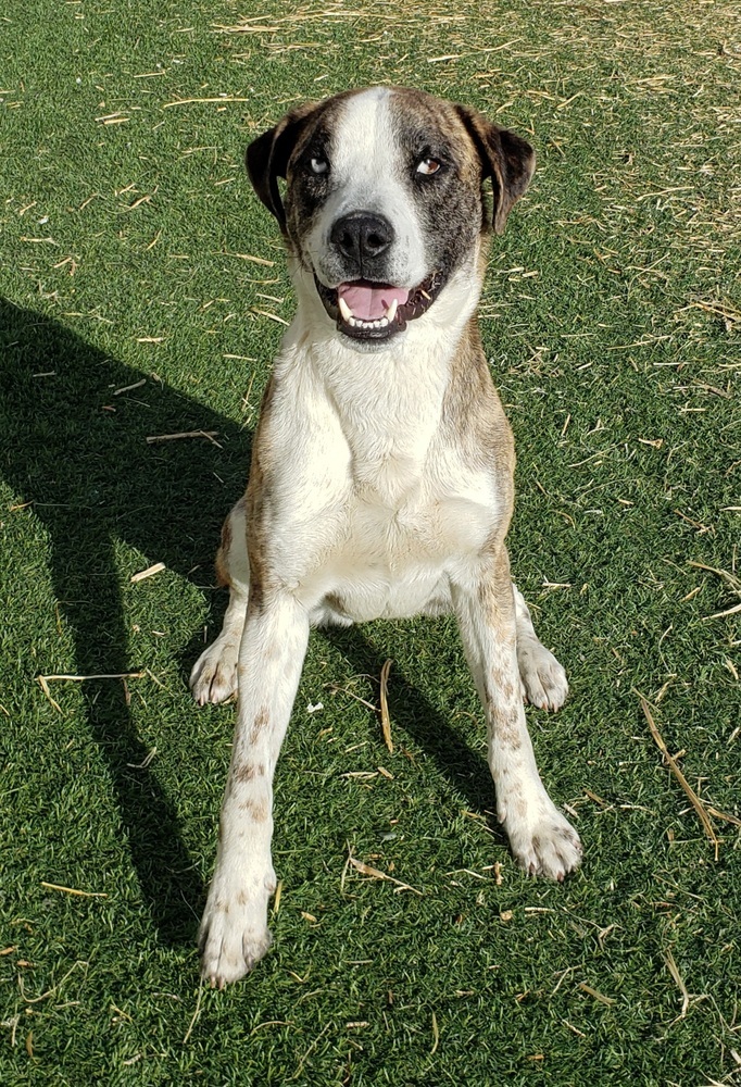 Burt, an adoptable Catahoula Leopard Dog in Challis, ID, 83226 | Photo Image 3
