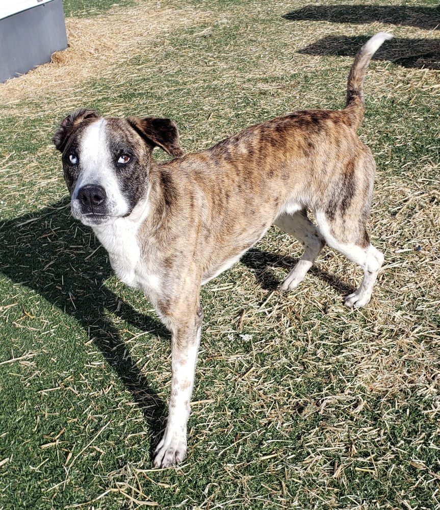 Burt, an adoptable Catahoula Leopard Dog in Challis, ID, 83226 | Photo Image 4